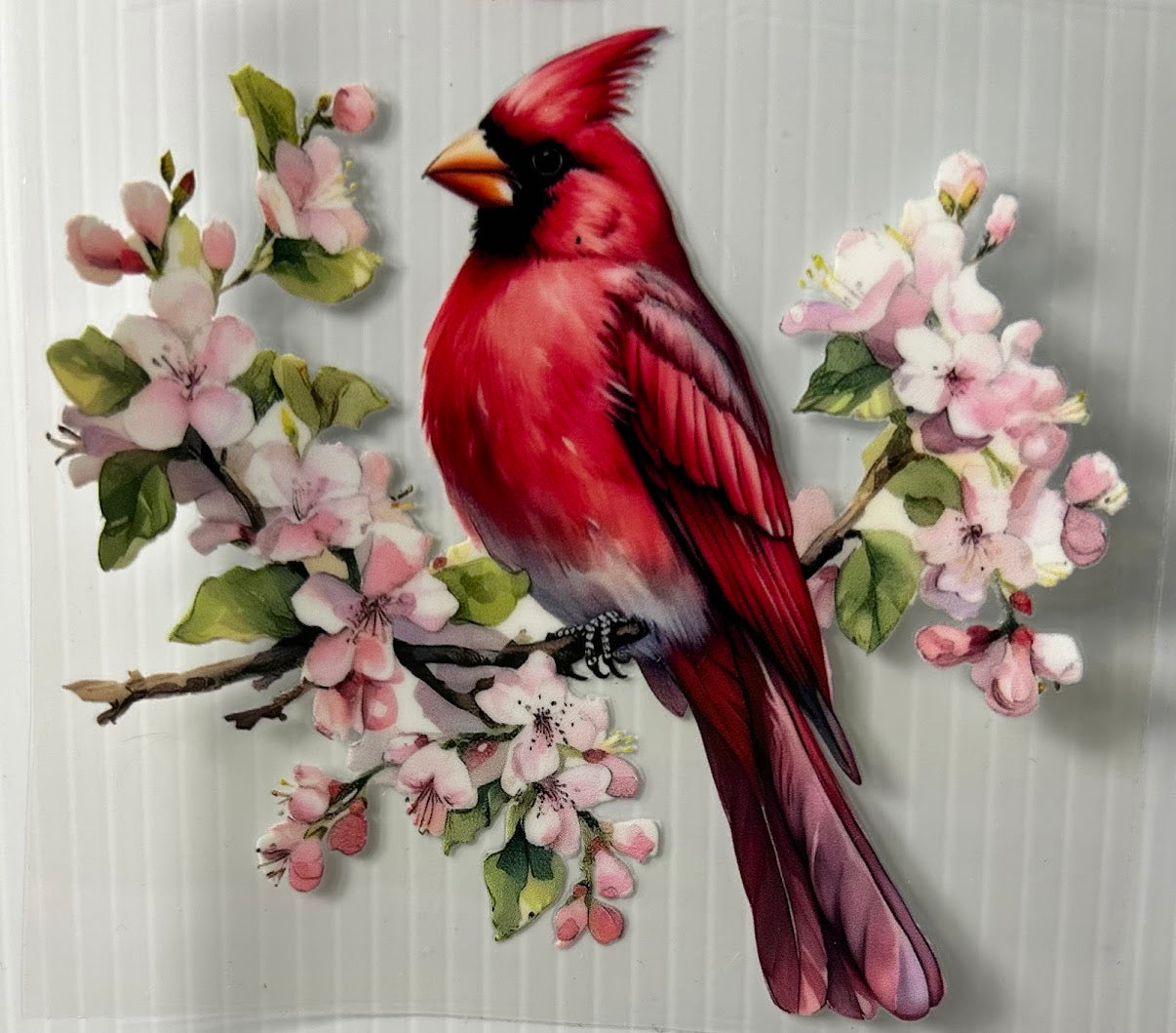 Cardinal