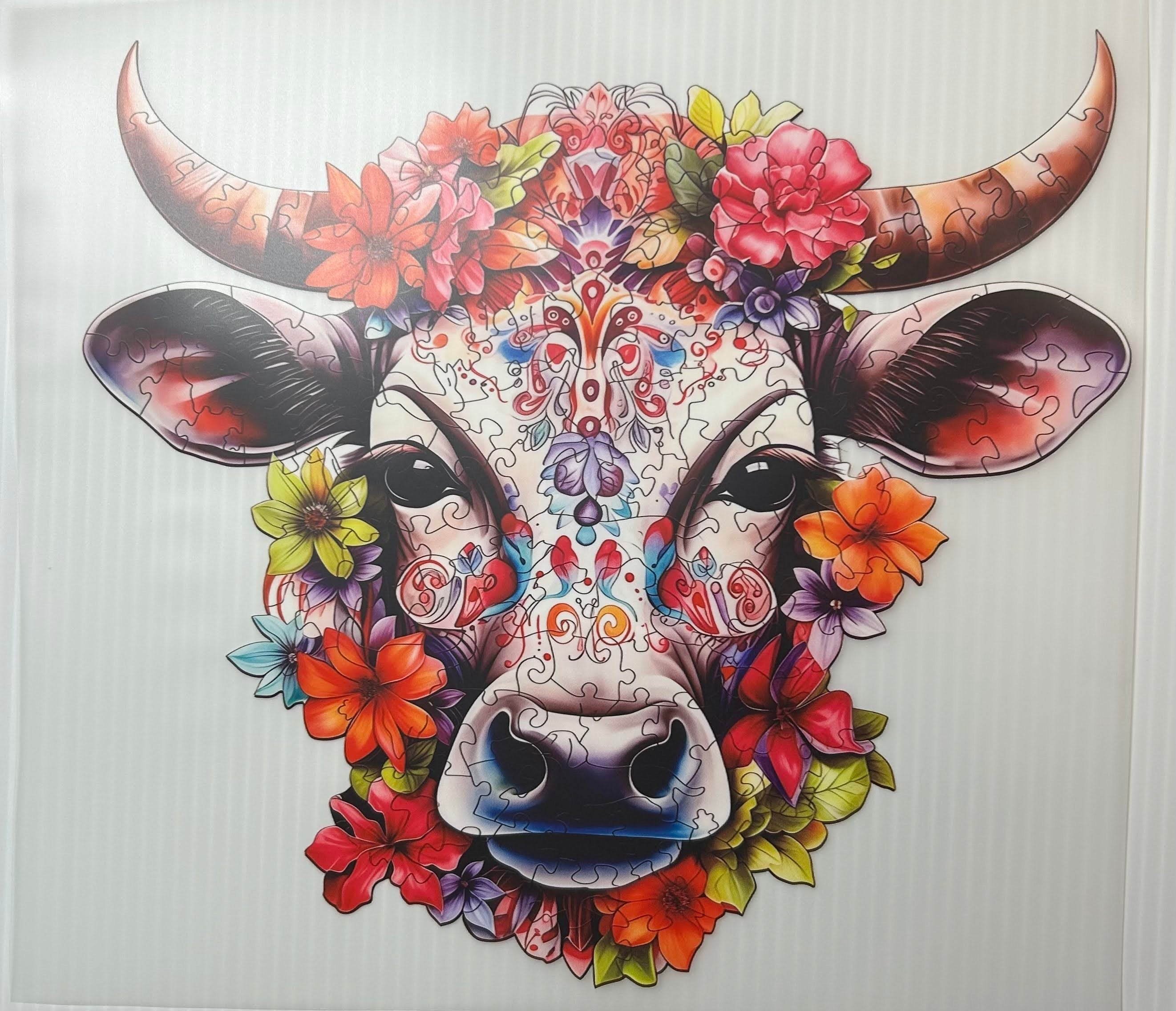 Puzzled cow